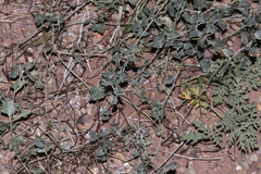 Acleisanthes longiflora