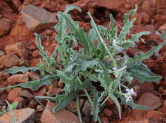 Image of Matthiola parviflora