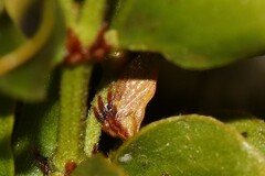 Multareoides bifurcatus