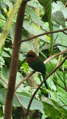 Electron platyrhynchum