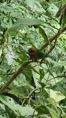 Electron platyrhynchum