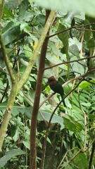 Electron platyrhynchum