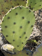 Opuntia × demissa