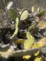 Opuntia × demissa