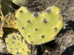 Opuntia × demissa