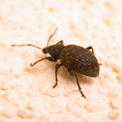 Otiorhynchus sulcatus