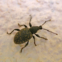 Otiorhynchus sulcatus