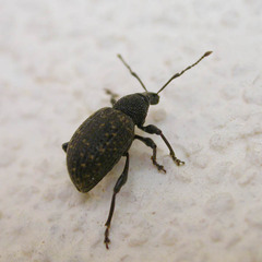 Otiorhynchus sulcatus