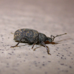 Otiorhynchus sulcatus