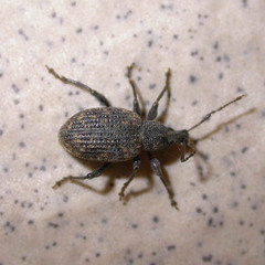 Otiorhynchus sulcatus