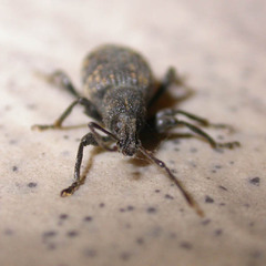 Otiorhynchus sulcatus