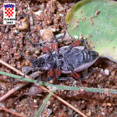 Otiorhynchus cardiniger