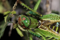 Neobarrettia spinosa