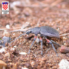 Otiorhynchus cardiniger