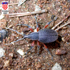 Otiorhynchus cardiniger
