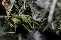 Neobarrettia spinosa