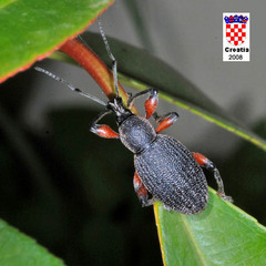 Otiorhynchus cardiniger