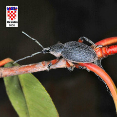 Otiorhynchus cardiniger