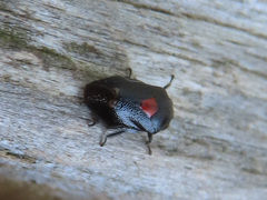 Hindoloides bipunctata