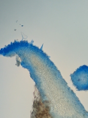 Macrocystidia cucumis latifolia