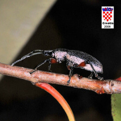 Otiorhynchus cardiniger