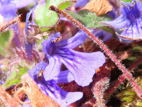 Ajuga decumbens, photograph 6