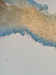 Macrocystidia cucumis latifolia