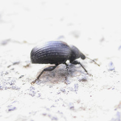 Otiorhynchus orbicularis