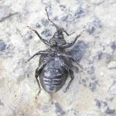 Otiorhynchus orbicularis