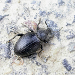 Otiorhynchus orbicularis