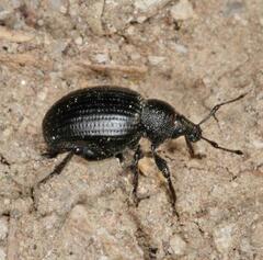 Otiorhynchus orbicularis