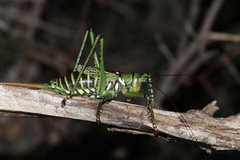 Neobarrettia spinosa