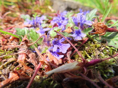 Ajuga decumbens