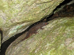 Ailuronyx seychellensis