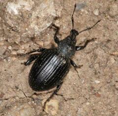 Otiorhynchus orbicularis