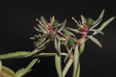 Euphorbia exstipulata