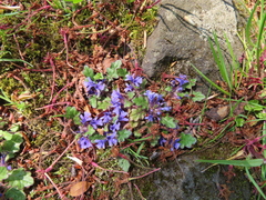 Ajuga decumbens