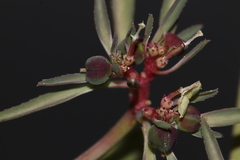Euphorbia exstipulata