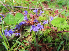 Ajuga decumbens