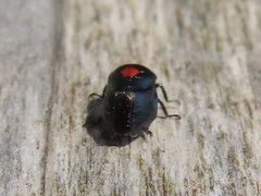 Hindoloides bipunctata