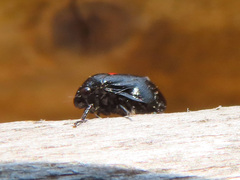 Hindoloides bipunctata