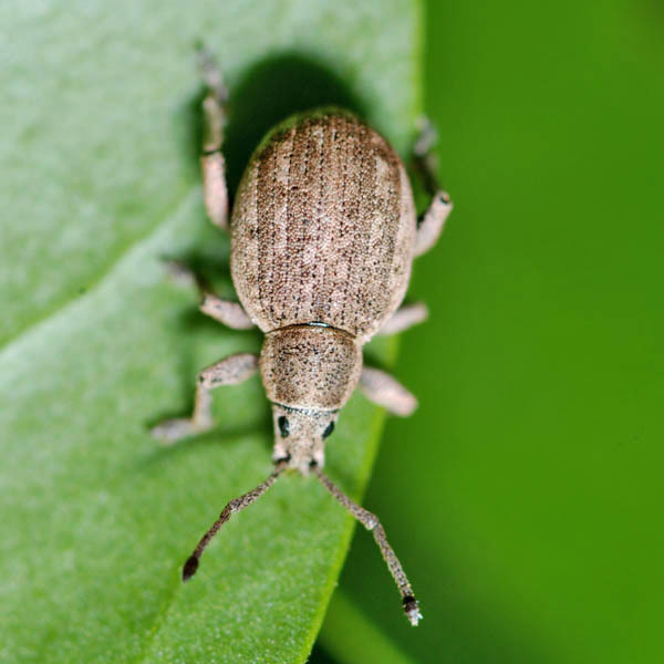 Peritelus familiaris