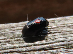 Hindoloides bipunctata