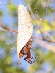 Phonognatha