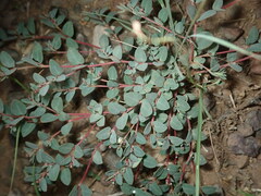 Euphorbia cinerascens