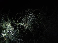 Lycium puberulum berberioides