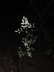 Eragrostis