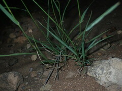 Eragrostis