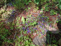 Ajuga decumbens
