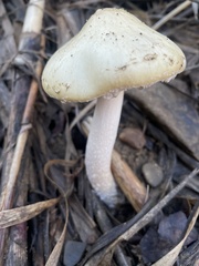 Stropharia ambigua